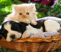Image result for Cat and Dog Crazy Wallpaper