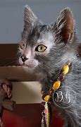 Image result for cat�lico