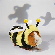 Image result for Guinea Pig Halloween Costumes