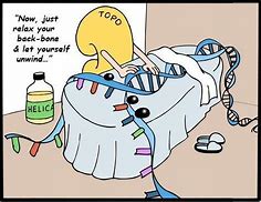 Image result for DNA Structure Meme
