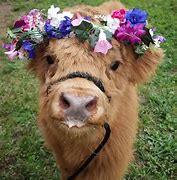 Image result for Cute Funny Cow