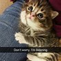 Image result for Bored Panda Funny Cats