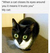 Image result for Cat Text Meme