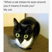 Image result for Eye Squeeze Cat Meme