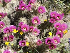 Image result for Yuma Desert Cactus Flowers