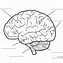 Image result for Brain Drawing Template