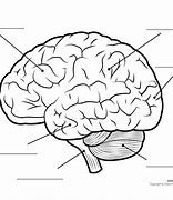 Image result for Parts of the Brain Blank
