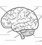 Image result for Brain Anatomy Unlabeled