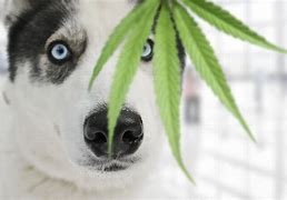 Image result for Dog Smoking Weed