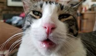 Image result for Stoned Hippy Cat Meme