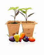 Image result for Chinese 5 Color Pepper Plant