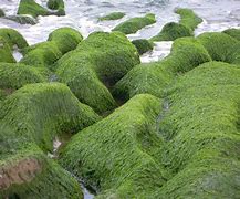 Image result for algues4