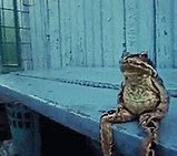 Image result for Sad Frog Fighting GIF