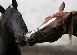 Image result for Horses in Love