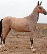 Image result for Persian Horse