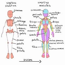 Image result for Anatomy Sketch Art