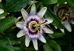 Image result for Diversy Sprint Flower