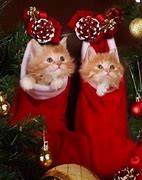 Image result for Cat in Christmas Stocking