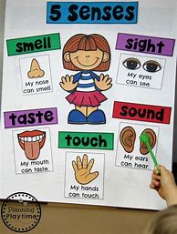 Image result for Five Senses Them. Preschool