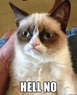 Image result for Hell No Cat Meme