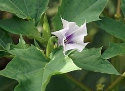 Image result for Poison Vines Texas