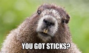 Image result for Beaver Popsicle Stick Meme