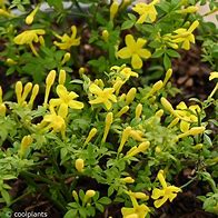 Image result for Jasminum parkeri