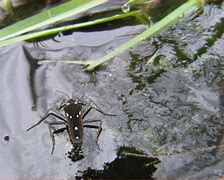 Image result for Cricket Machine Water Droplet