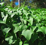 Image result for Mexican Squash Plant