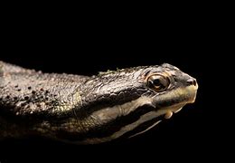 Image result for Phrynops williamsi