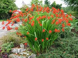 Bildergebnis für Crocosmia Lucifer