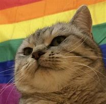 Image result for LGBT iPhone Case Cats