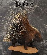 Image result for African Porcupine Taxidermy Mounts
