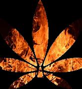 Image result for Fire OG Marijuana Strain