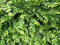 Image result for Buxus sempervirens