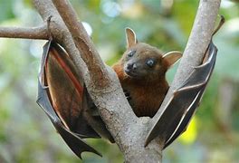 Image result for Fruit Bat Natural Selection