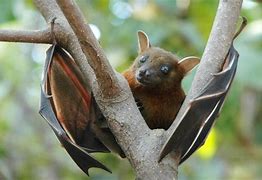 Image result for East African Fruit Bat