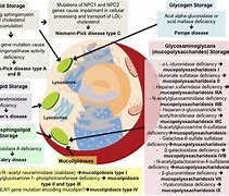 Image result for Lysosomal Storage Disease