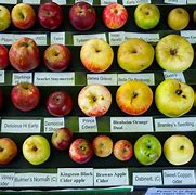 Image result for Big Apple Small Apple