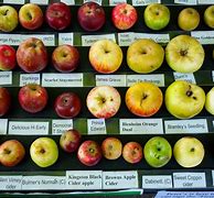 Image result for All Red Apple Kinds