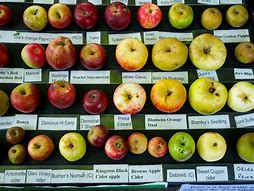 Image result for Apple Variety Identification