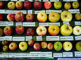 Image result for Different Kind of Colors of Apple