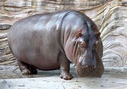 Image result for Zoo Hippo Tail