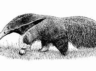 Image result for Anteater Kills Zookeeper