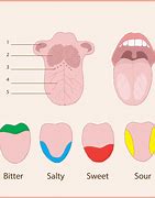 Image result for Tongue Taste Buds Worksheet
