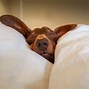 Image result for lazy dogs sleep