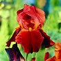 Image result for Iris Sultans Palace (Germanica-Group)