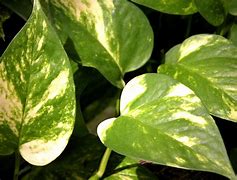 Image result for Common Houseplants Toxic to Pets