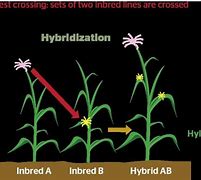 Image result for Hybridization in Plant Breeding