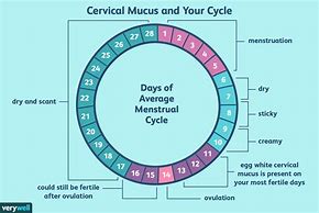 Image result for Cervical Mucus Method Chart
